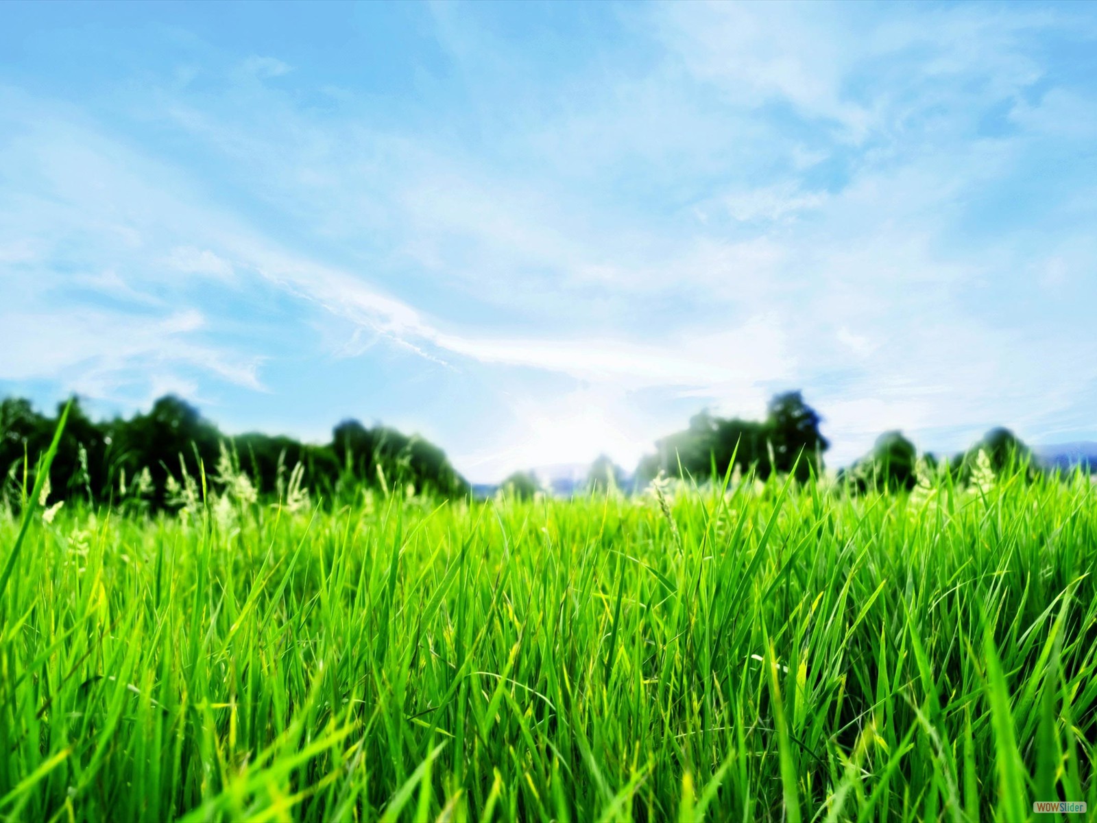 Green-Grass-Blue-Sky-Hd-Widescreen-Wallpapers