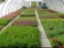 Global-Greenhouse-Horticulture-Market-2017-300x210