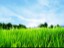 Green-Grass-Blue-Sky-Hd-Widescreen-Wallpapers